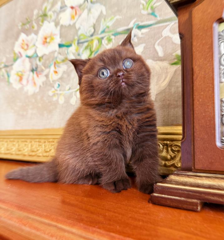 PURE BREED BRITISH SHORTHAIR KITTEN FOR SALE BOY photo 1