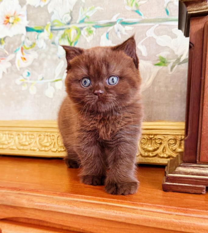 PURE BREED BRITISH SHORTHAIR KITTEN FOR SALE BOY photo 4
