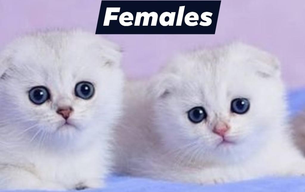 Bella And Mia