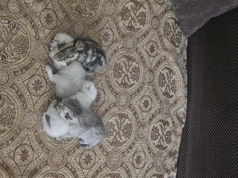 Bella And Mia photo 4