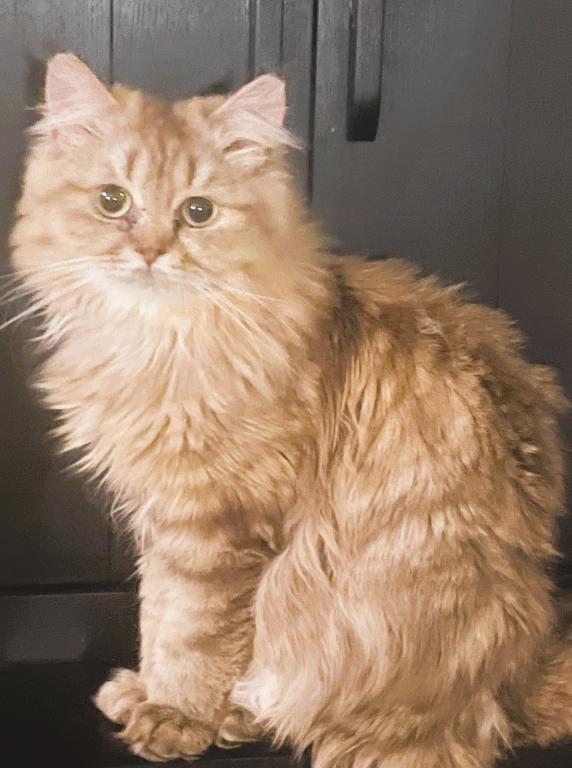 British Longhair Chocolate Golden photo 1