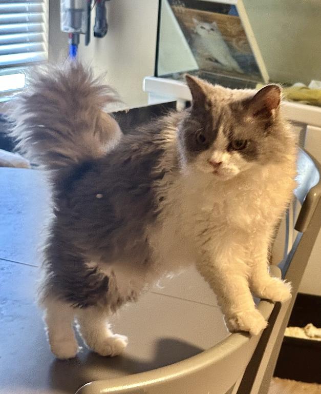 Blue Tuxedo Selkirk Rex photo 2