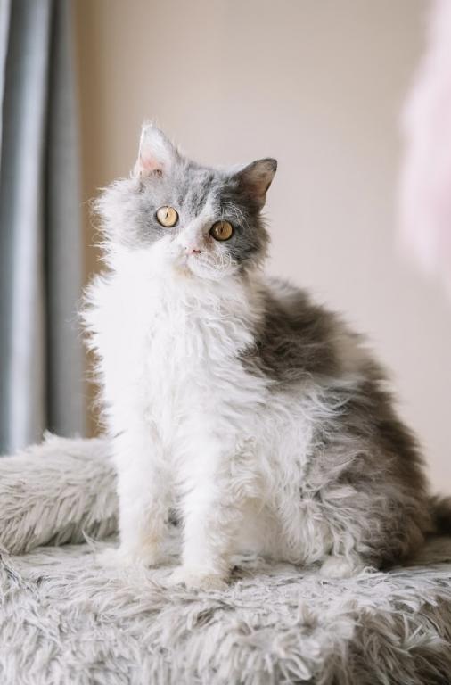Blue Tuxedo Selkirk Rex photo 1