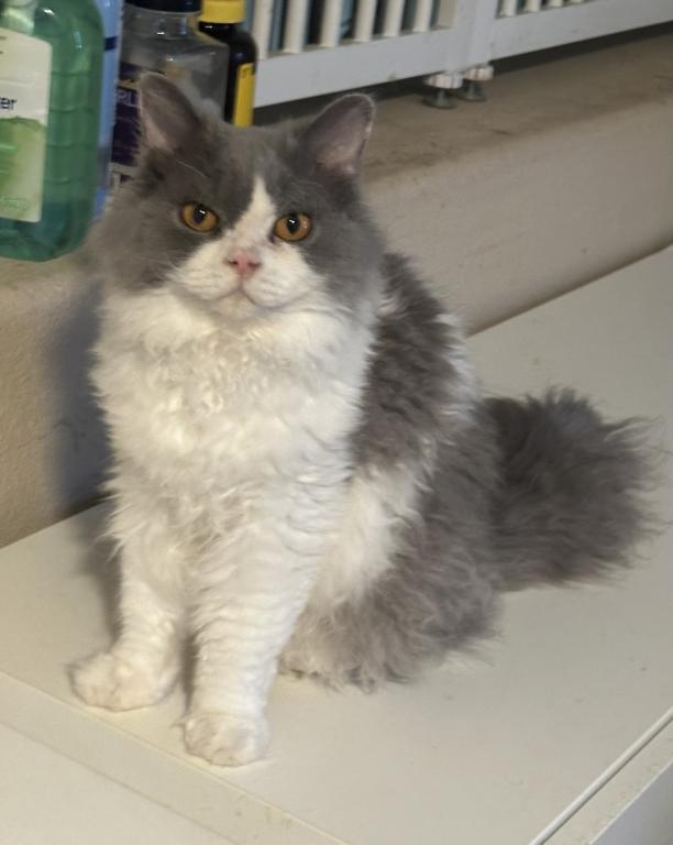 Blue Tuxedo Selkirk Rex photo 3