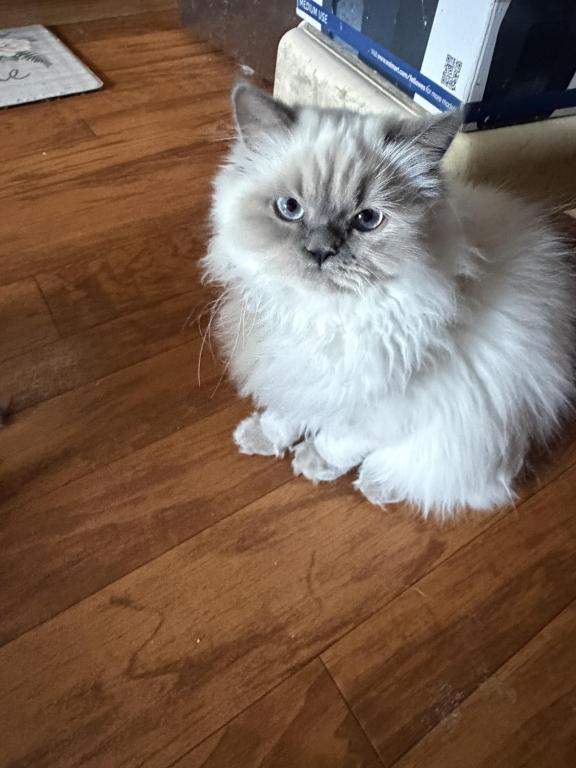 Star Himalayan Female Available photo 3