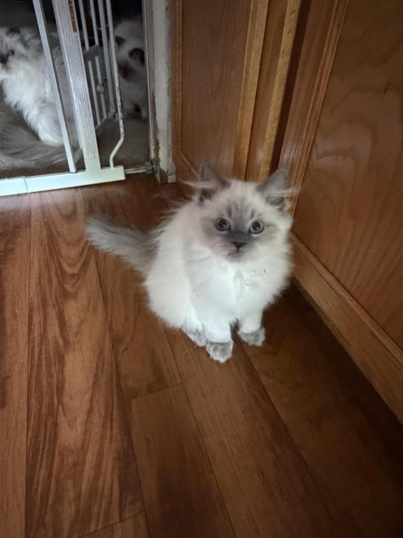 Star Himalayan Female Available photo 5