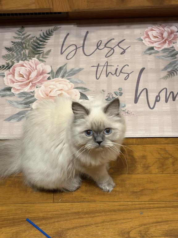 Star Himalayan Female Available photo 2