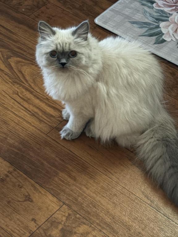 Star Himalayan Female Available