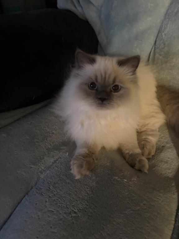 Star Himalayan Female Available photo 4