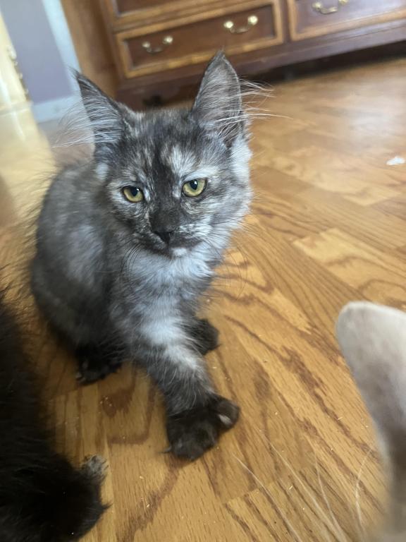 Polydactyl Kittys photo 1