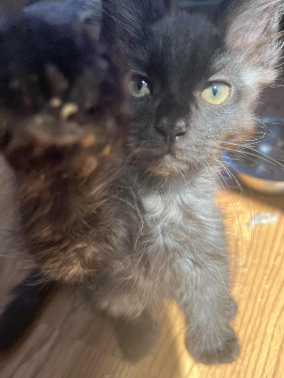Polydactyl Kittys photo 3