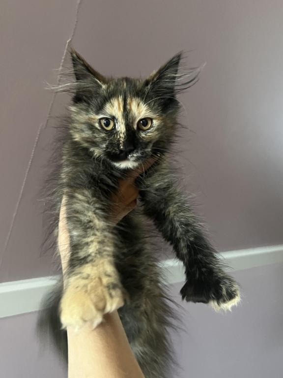 Polydactyl Kittys photo 4