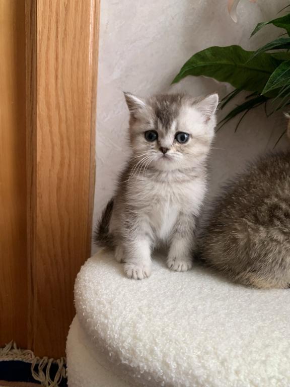 Silver  Male photo 1
