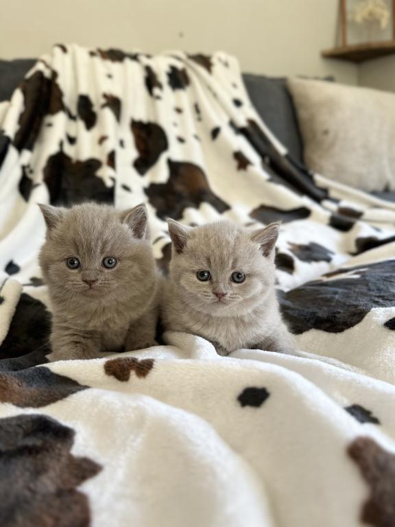 Lilac British Shorthair Fall 26 WAITING LIST photo 2