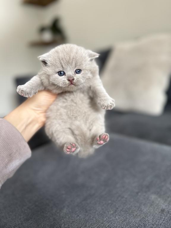 Lilac British Shorthair Fall 26 WAITING LIST photo 7