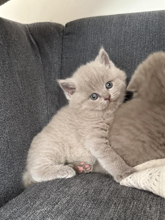 Lilac British Shorthair Fall 26 WAITING LIST photo 4