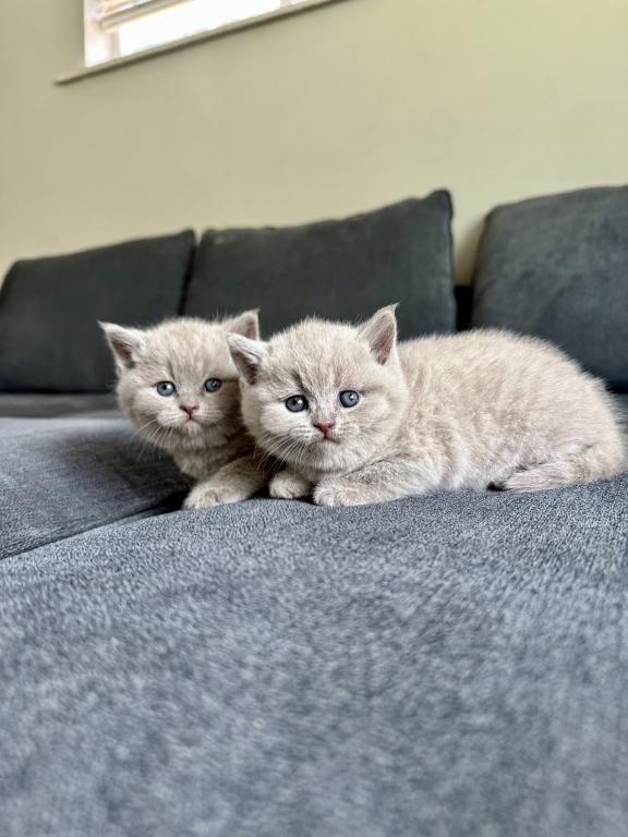Lilac British Shorthair Fall 26 WAITING LIST photo 6
