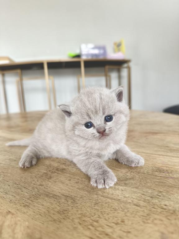 Lilac British Shorthair Fall 26 WAITING LIST photo 6