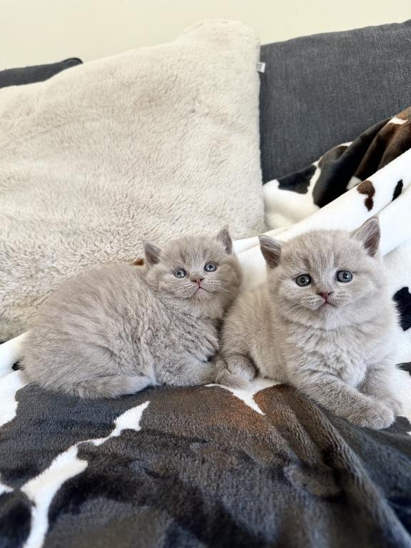 Lilac British Shorthair Fall 26 WAITING LIST photo 3