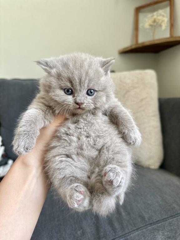 Lilac British Shorthair Fall 26 WAITING LIST photo 5