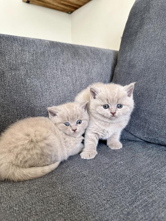 Lilac British Shorthair Fall 26 WAITING LIST photo 1