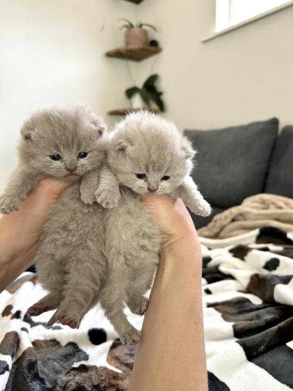 Lilac British Shorthair Fall 26 WAITING LIST photo 7