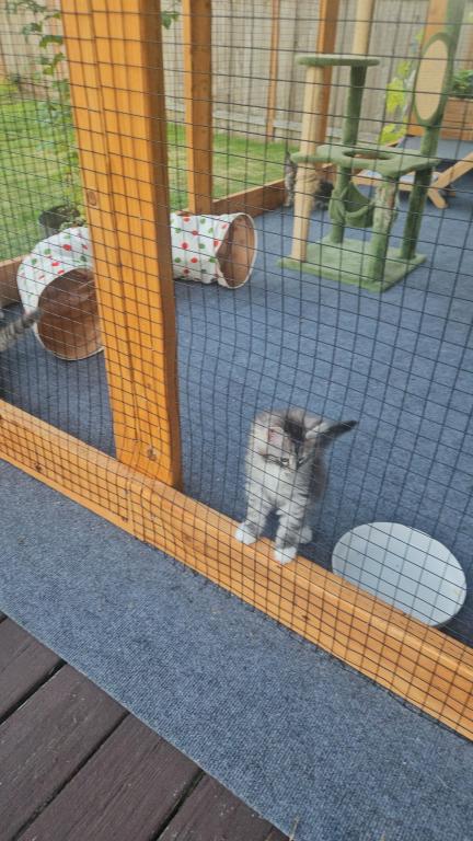 Kittens Maine Coon photo 5