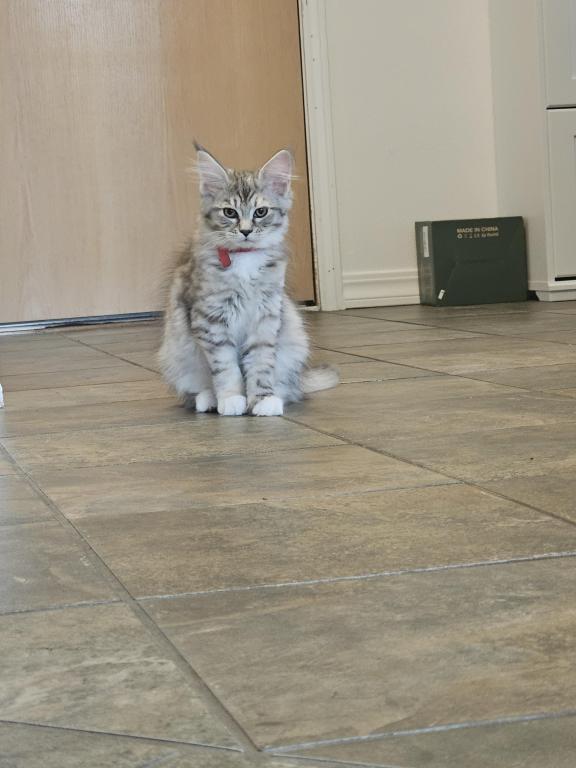Kittens Maine Coon photo 2