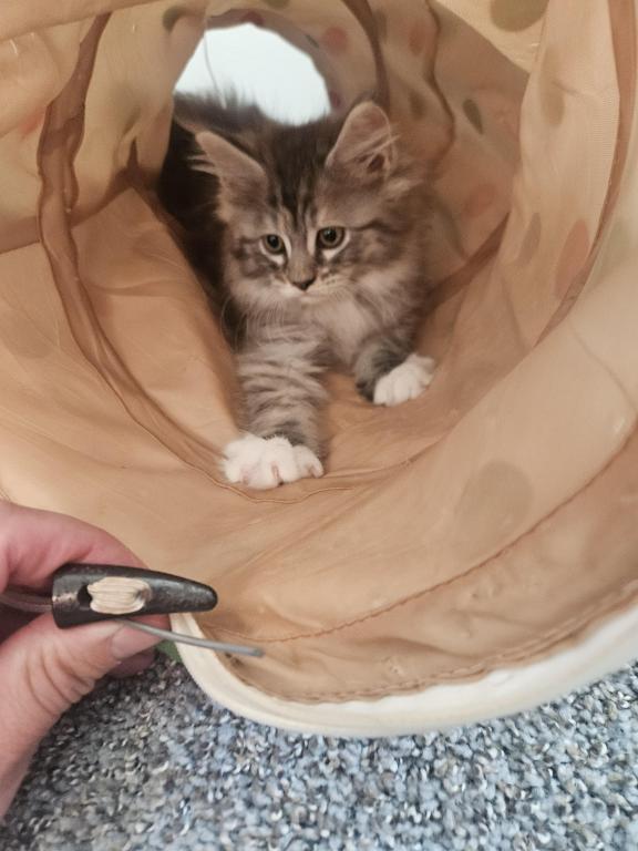 Kittens Maine Coon photo 3