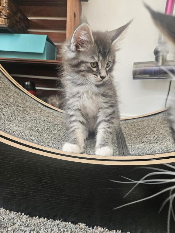 Kittens Maine Coon photo 4