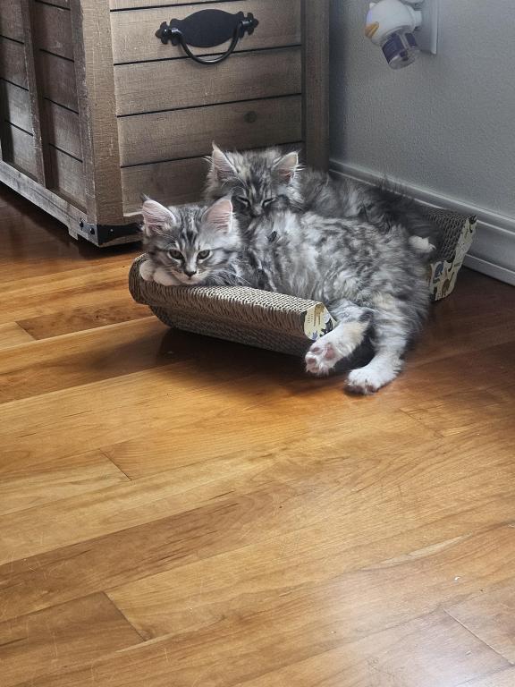 Kittens Maine Coon photo 7