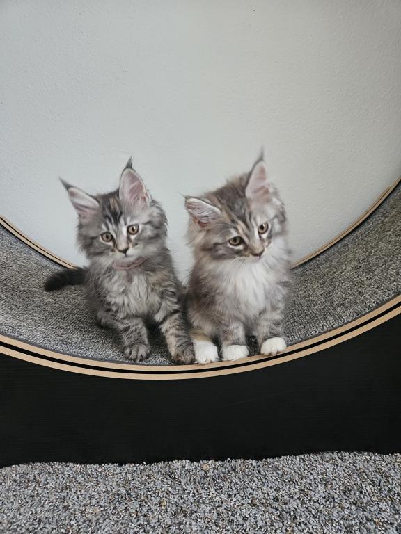Kittens Maine Coon photo 1