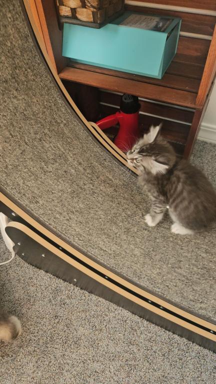 Kittens Maine Coon photo 6