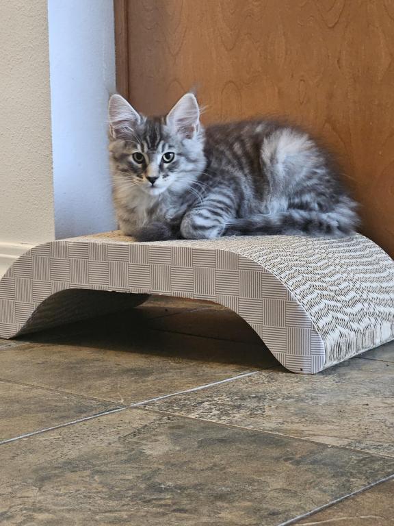 Kittens Maine Coon photo 1