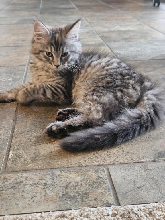 Kittens Maine Coon photo 3