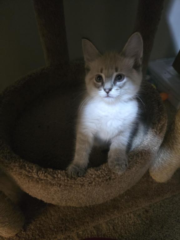 Lynx Point Siamese Biy photo 2