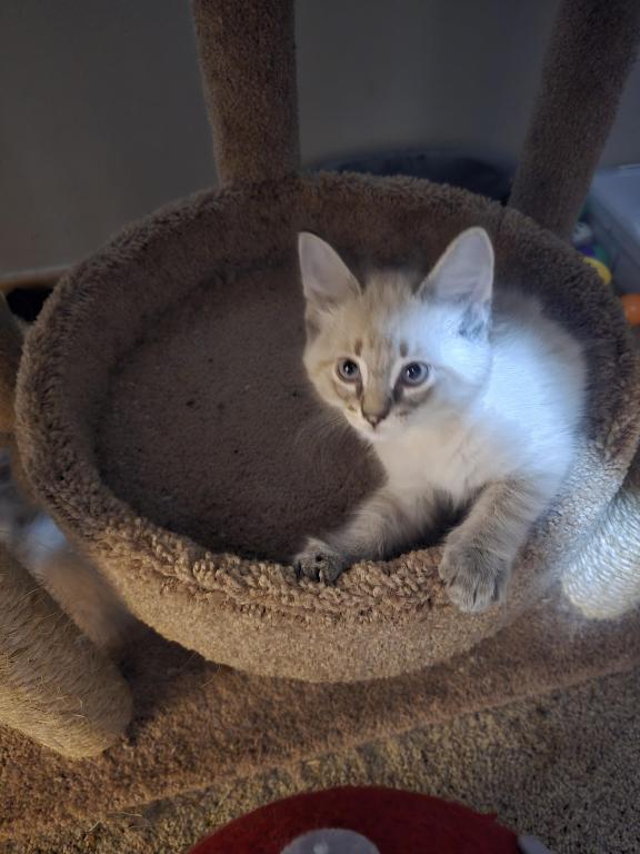Lynx Point Siamese Biy photo 1