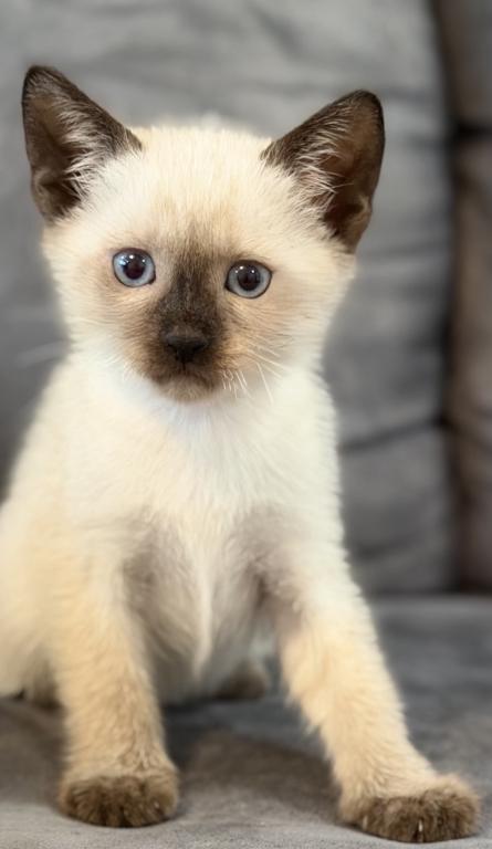 Adorable Siamese Kitten photo 3