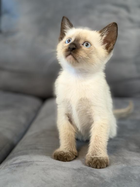 Adorable Siamese Kitten photo 4