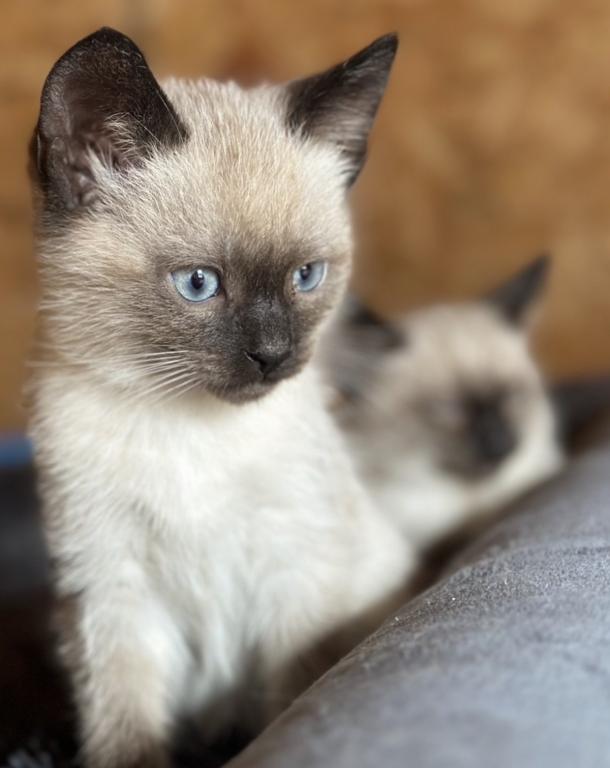 Adorable Siamese Kitten photo 2