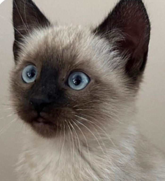 Adorable Siamese Kitten photo 3