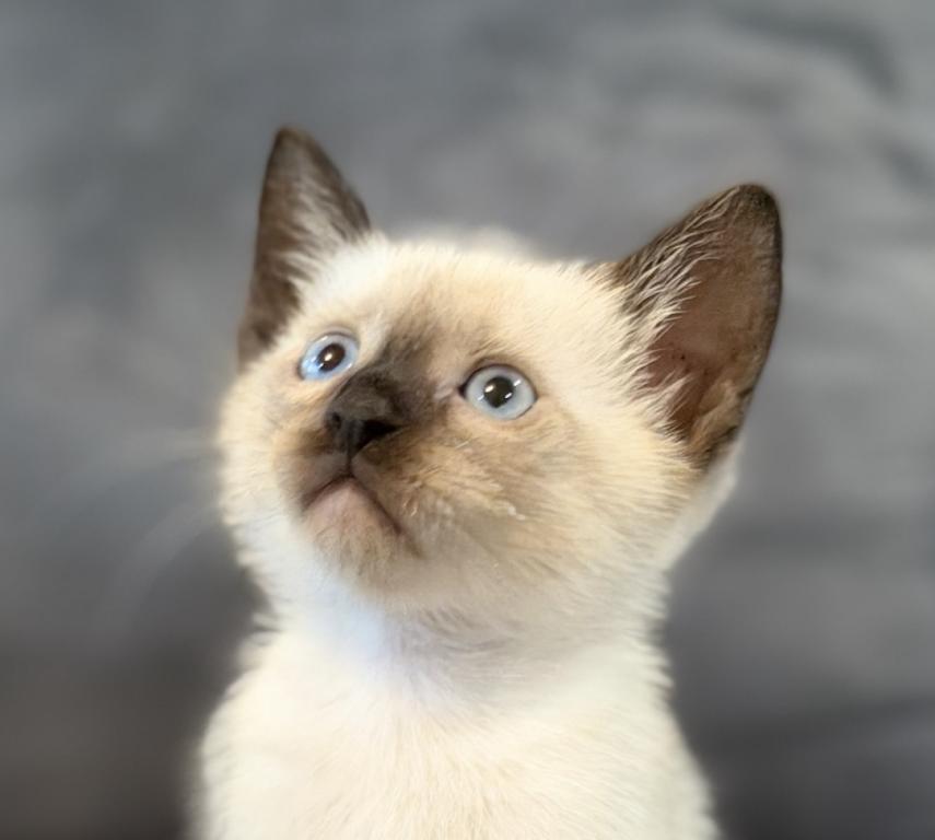 Adorable Siamese Kitten photo 2