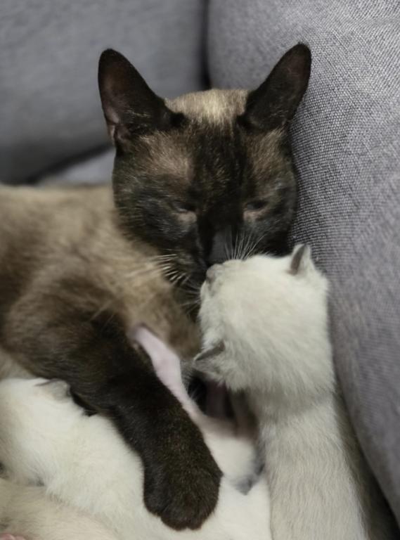 Adorable Siamese Kitten photo 1