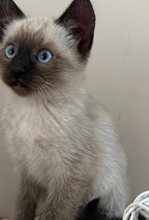 Adorable Siamese Kitten photo 4
