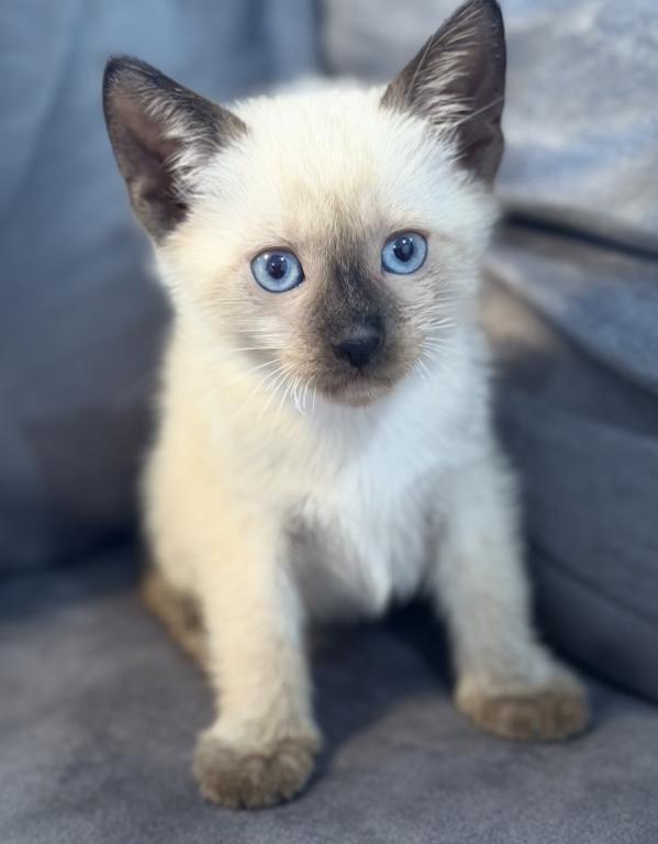 Adorable Siamese Kitten photo 5