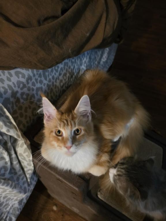 Red Male Mainecoon photo 3
