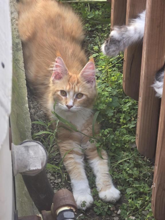 Red Male Mainecoon photo 1