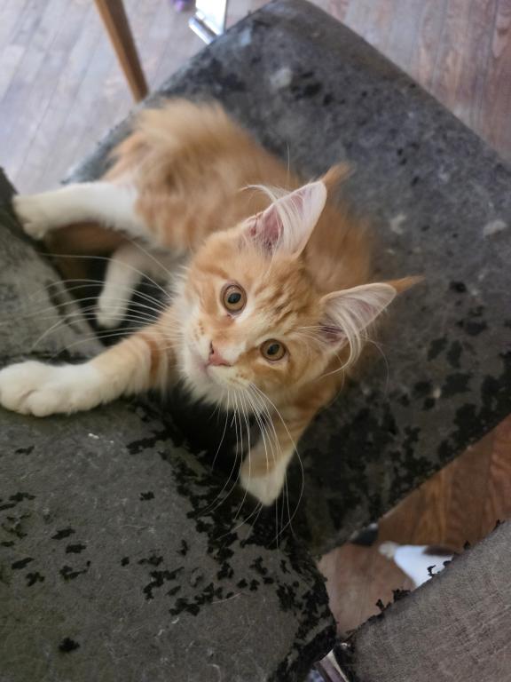 Red Male Mainecoon photo 2