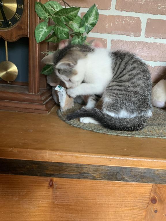 Hand Raised Male Kitten photo 1