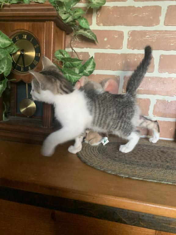 Hand Raised Male Kitten photo 12